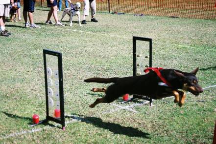 Bear creek hot sale working kelpies